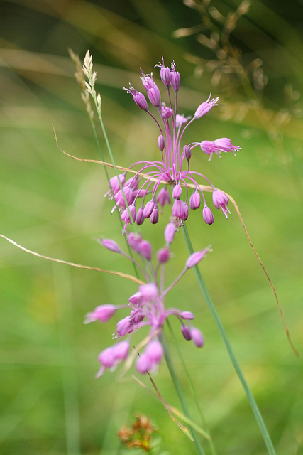 Ail à pétales carénés