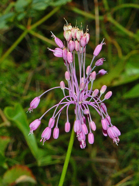Ail à pétales carénés