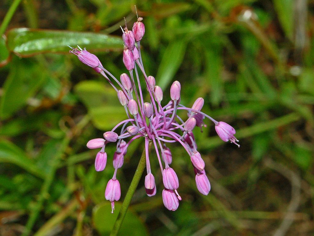 Ail à pétales carénés