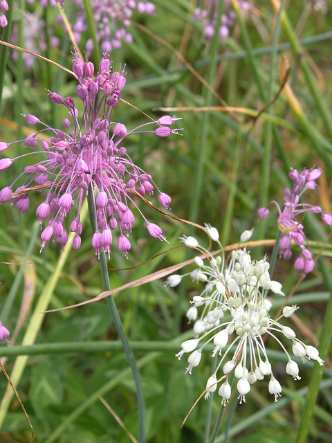 Ail à pétales carénés