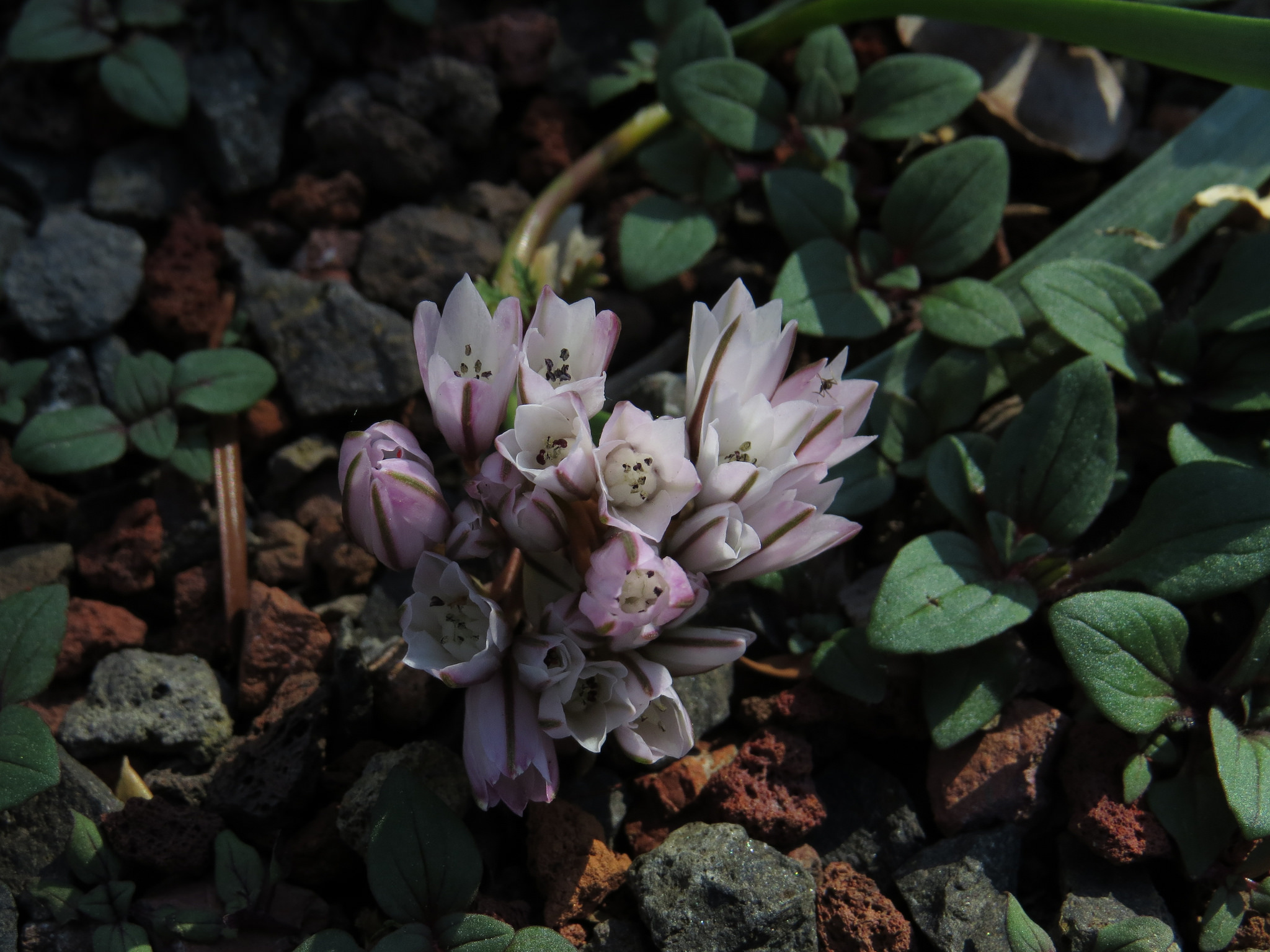 Allium cratericola