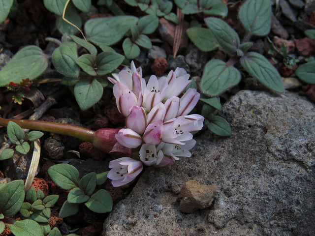 Allium cratericola