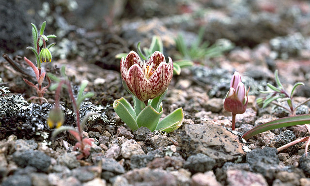 Allium cratericola