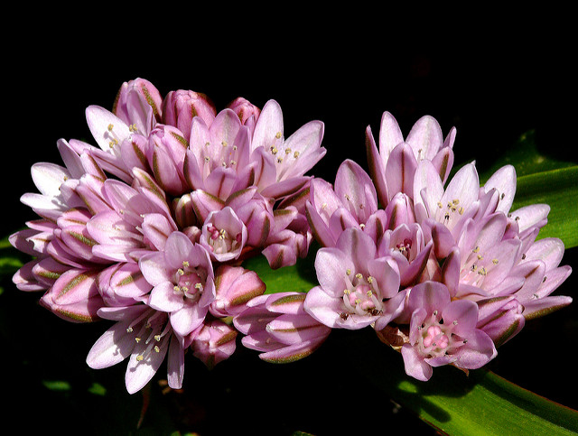Allium cratericola