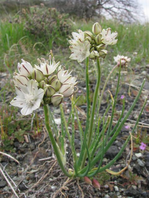 Allium diabolense
