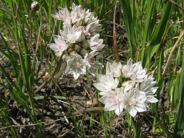 Allium diabolense