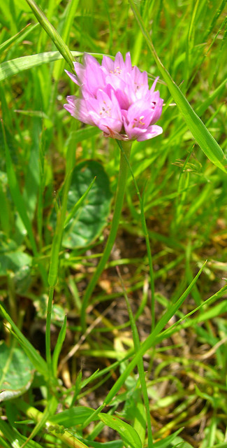 Allium dichlamydeum