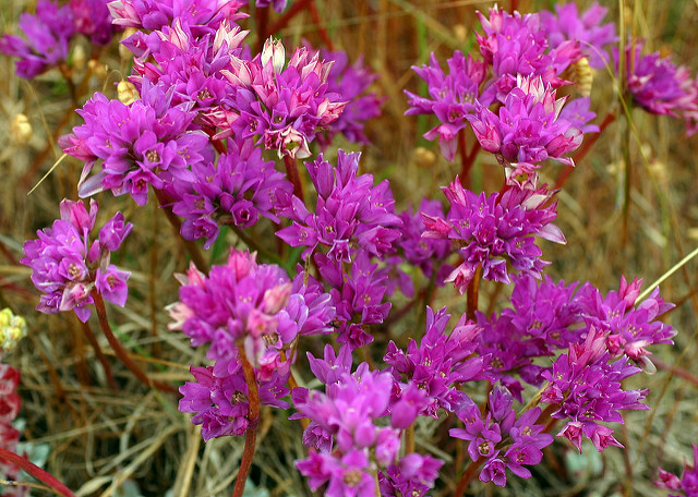 Allium dichlamydeum