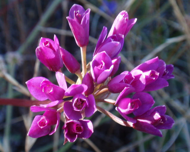 Allium dichlamydeum