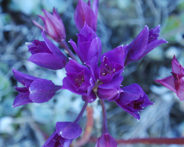 Allium dichlamydeum