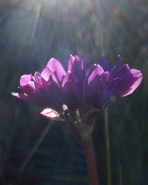 Allium dichlamydeum