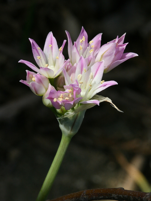 Allium drummondii