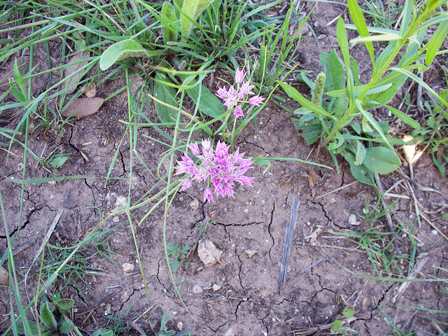 Allium drummondii