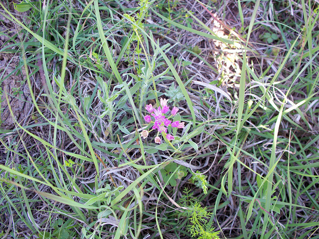 Allium drummondii