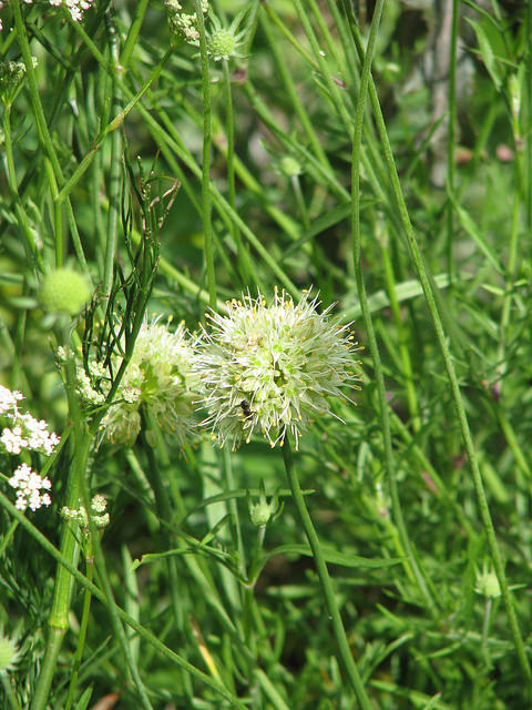 Ail des bruyères
