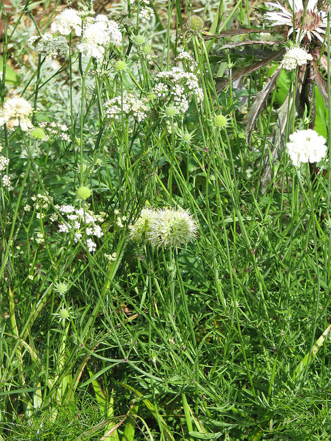 Ail des bruyères