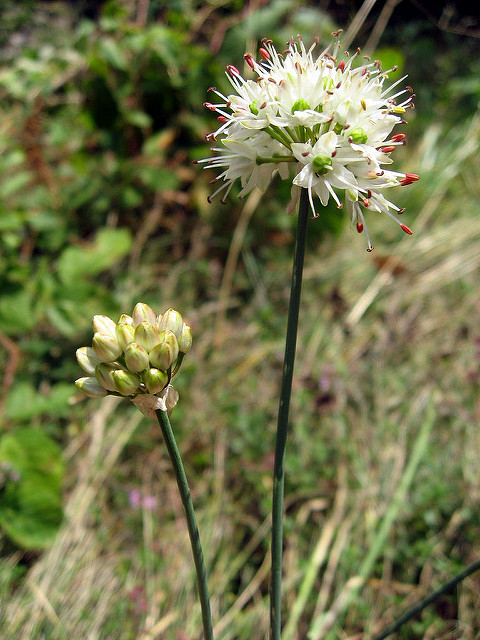 Ail des bruyères