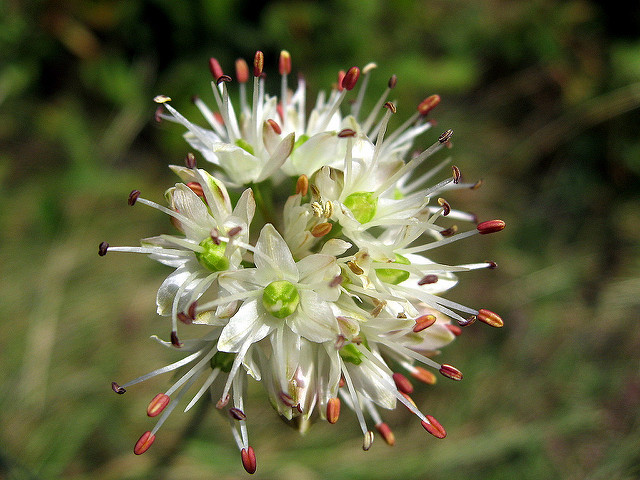 Ail des bruyères