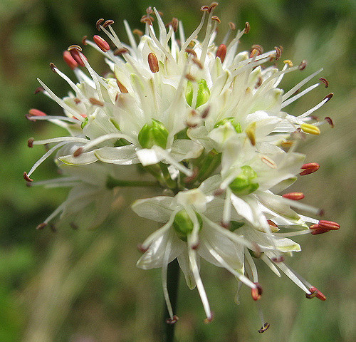 Ail des bruyères