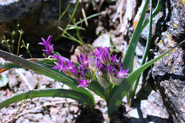 Allium falcifolium
