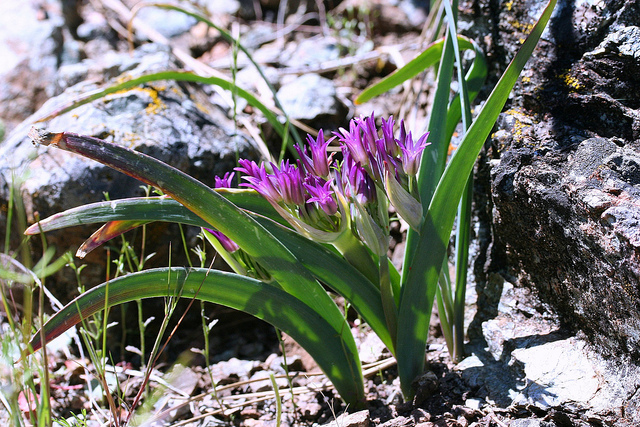 Allium falcifolium