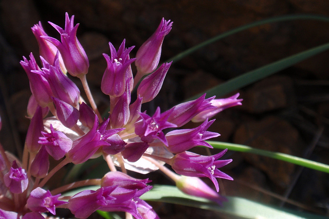 Allium falcifolium
