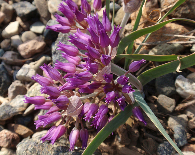 Allium falcifolium