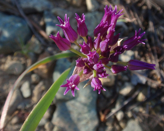 Allium falcifolium