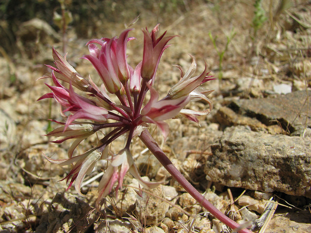 Allium fimbriatum