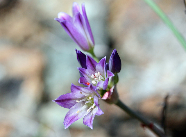 Allium fimbriatum