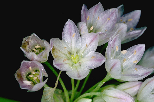 Allium fimbriatum