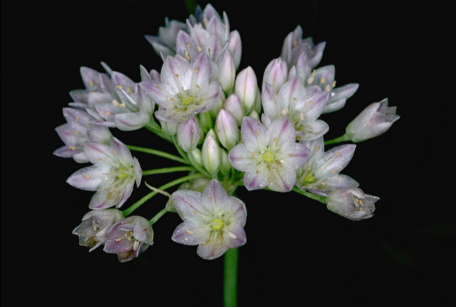 Allium fimbriatum