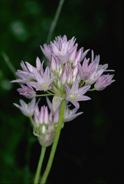 Allium fimbriatum