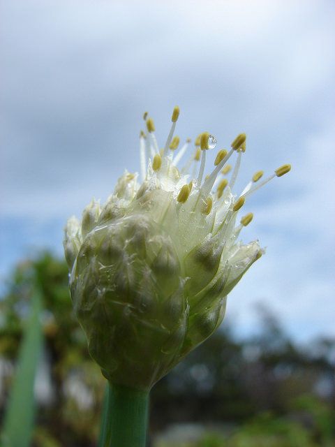 Ciboule