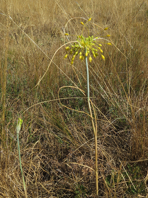 Ail jaune