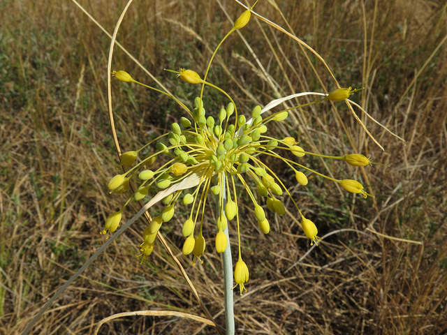 Ail jaune