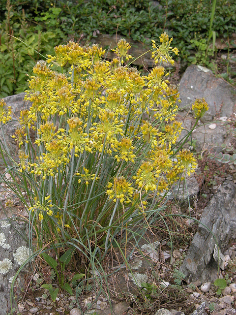 Ail jaune