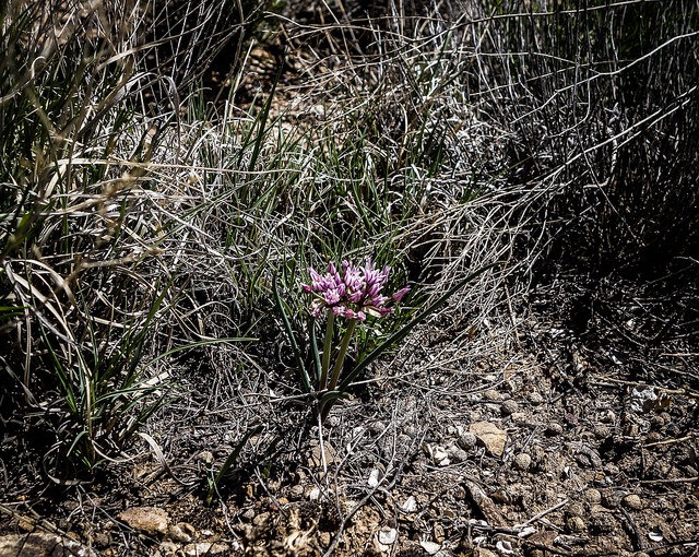 Allium geyeri