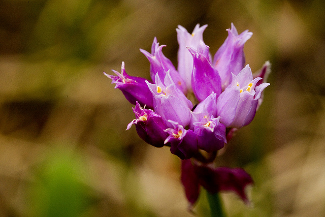 Allium geyeri