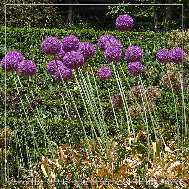 Allium giganteum