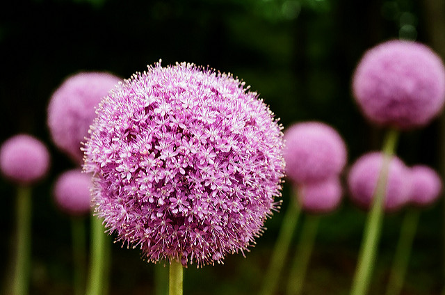 Allium giganteum