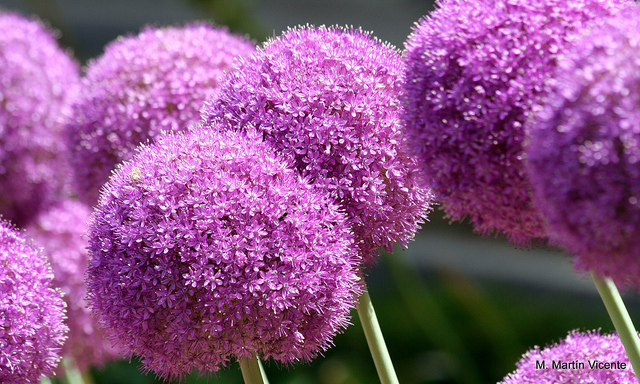 Allium giganteum