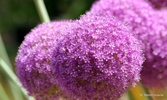 Allium giganteum