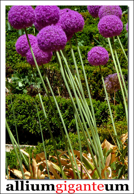 Allium giganteum