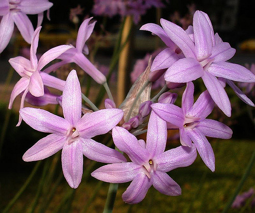 Allium hyalinum