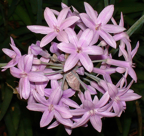 Allium hyalinum