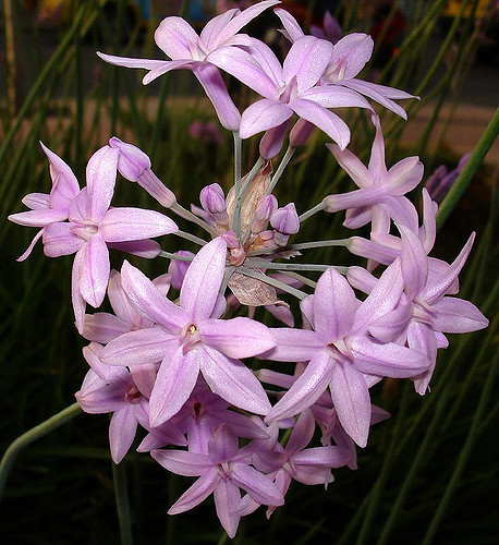 Allium hyalinum
