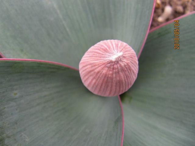 Allium karataviense