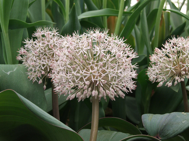 Allium karataviense