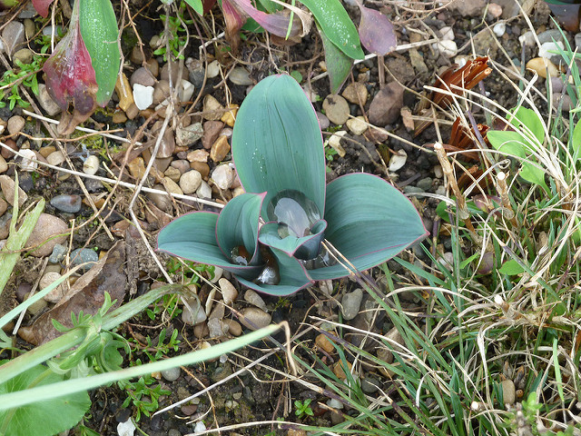 Allium karataviense